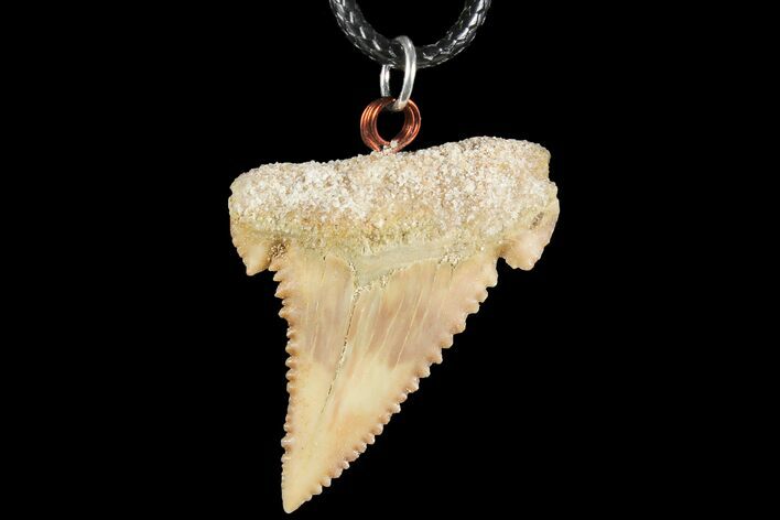 Fossil Shark (Palaeocarcharodon) Tooth Necklace -Morocco #110220